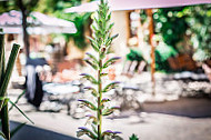 Bockenheimer Weinstube outside