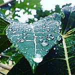 Papaya Tree outside