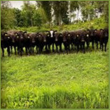 Sassafras Experimental Mat