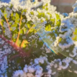 Sva Marga Mat Utomhus