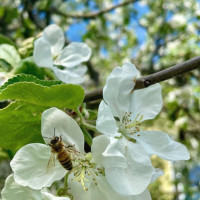 Söråkers Folkets Hus food