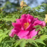 Kafé Sjöstugan Utomhus