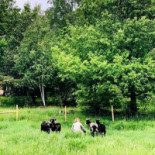 Café Parkvillan Mat