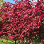 Klockargårdens Våffleri Inomhus