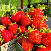 Grangärde Musteri Mat