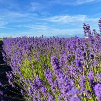 Lavender Wind menu