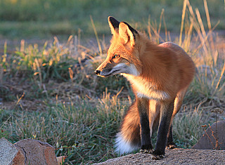 Fox & Hounds Inn