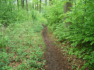 Waldwinkel. Kaffee- Und Biergarten Am Benther Berg