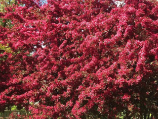 Klockargårdens Våffleri
