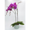 Orchid Plant