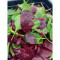 Medium Beetroot Salad