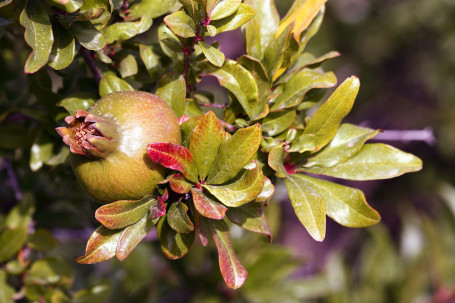 Sobe Yumberry Granatäpple