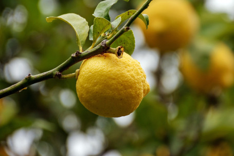 Bottle Of Aquarius Lemon (500Ml)