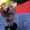 Strawberry Blueberry Yogurt Parfait