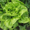 Butterhead lettuce