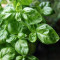 Lemon basil