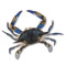 Blue crab