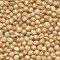 Sorghum